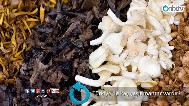 Türkiye'de kaç çeşit mantar vardır?