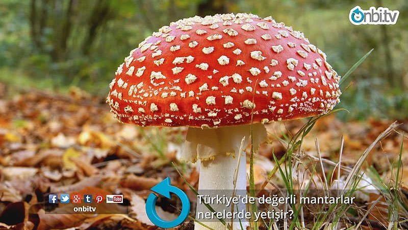 Türkiye'de değerli mantarlar  nerelerde yetişir?