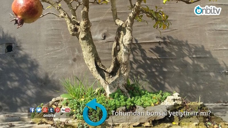 Tohumdan bonsai yetiştirilir mi?