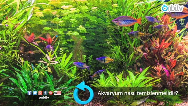 Akvaryum nasıl temizlenmelidir?