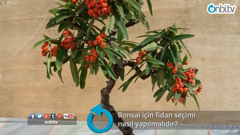 Bonsai için fidan seçimi nasıl yapılmalıdır?