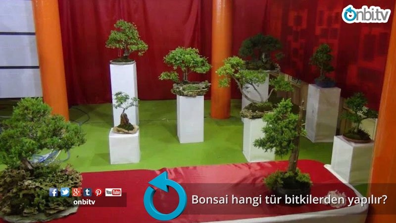 Bonsai hangi tür bitkilerden yapılır?