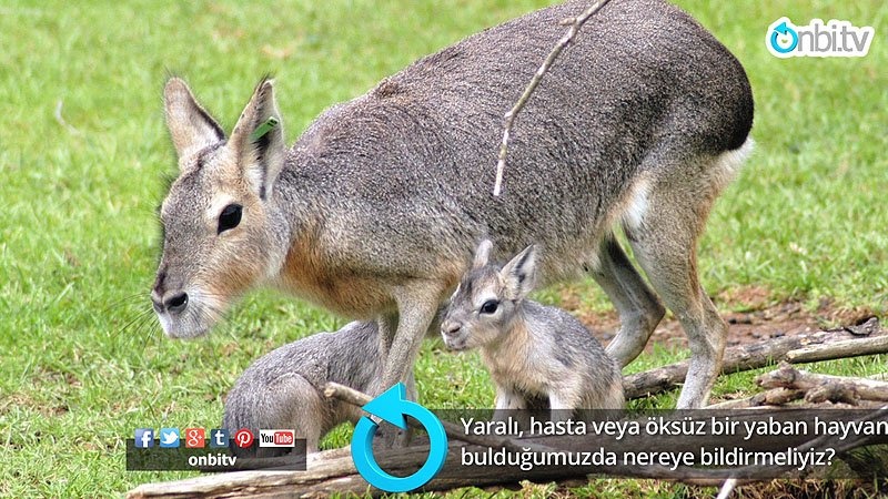 Yaralı, hasta veya öksüz bir yaban hayvanı bulduğumuzda nereye bildirmeliyiz? 