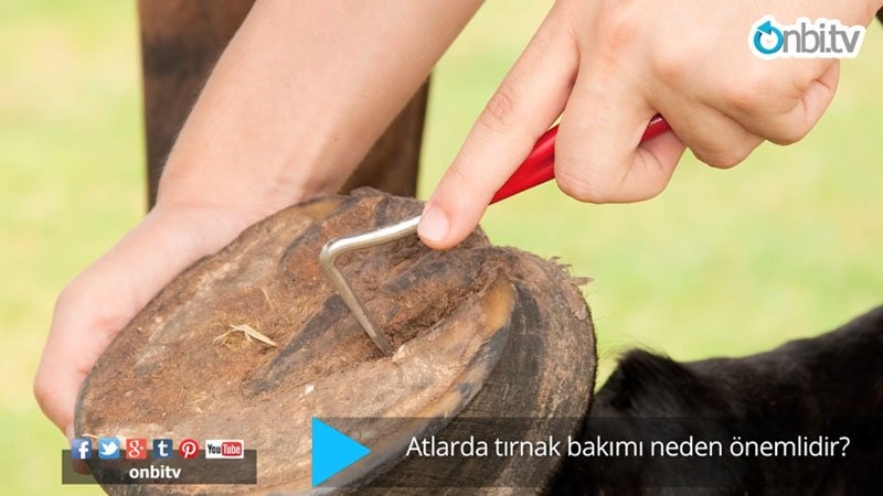 Atlarda tırnak bakımı neden önemlidir?