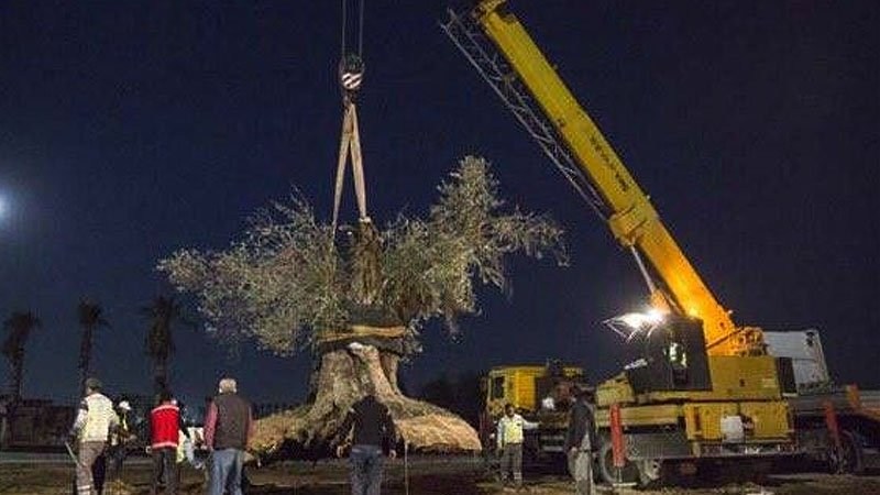 Ağaçlar Yerinde Güzel