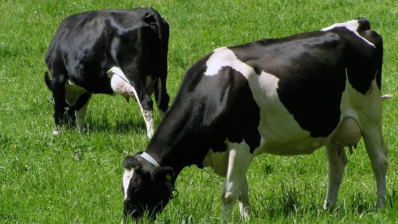 Rüyada İnek Görmek