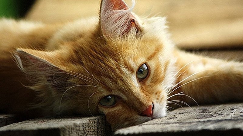 Rüyada Kedi Görmek