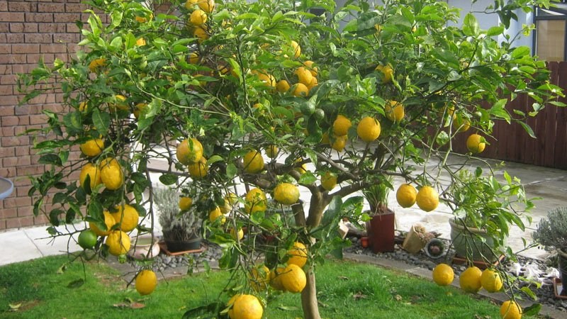 Rüyada Limon Ağacı Görmek